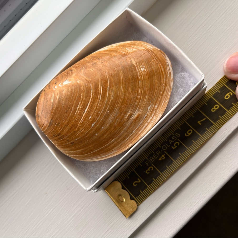 Fossilized Seashell or clam shell type - for the nature collector - Picture 6 of 6